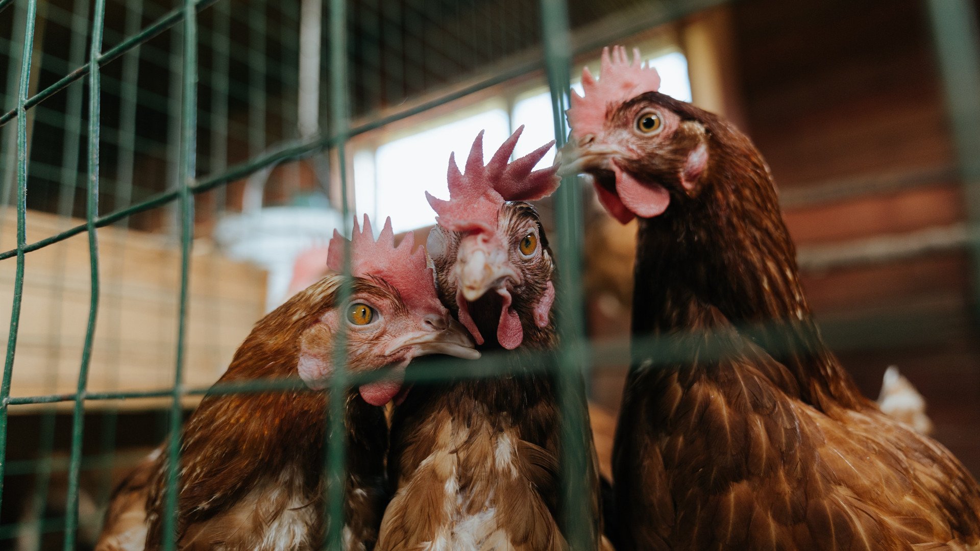 开云官网-“极限挑战：英雄球员的高空扣篮背后秘籍”，极限挑战高空坠落