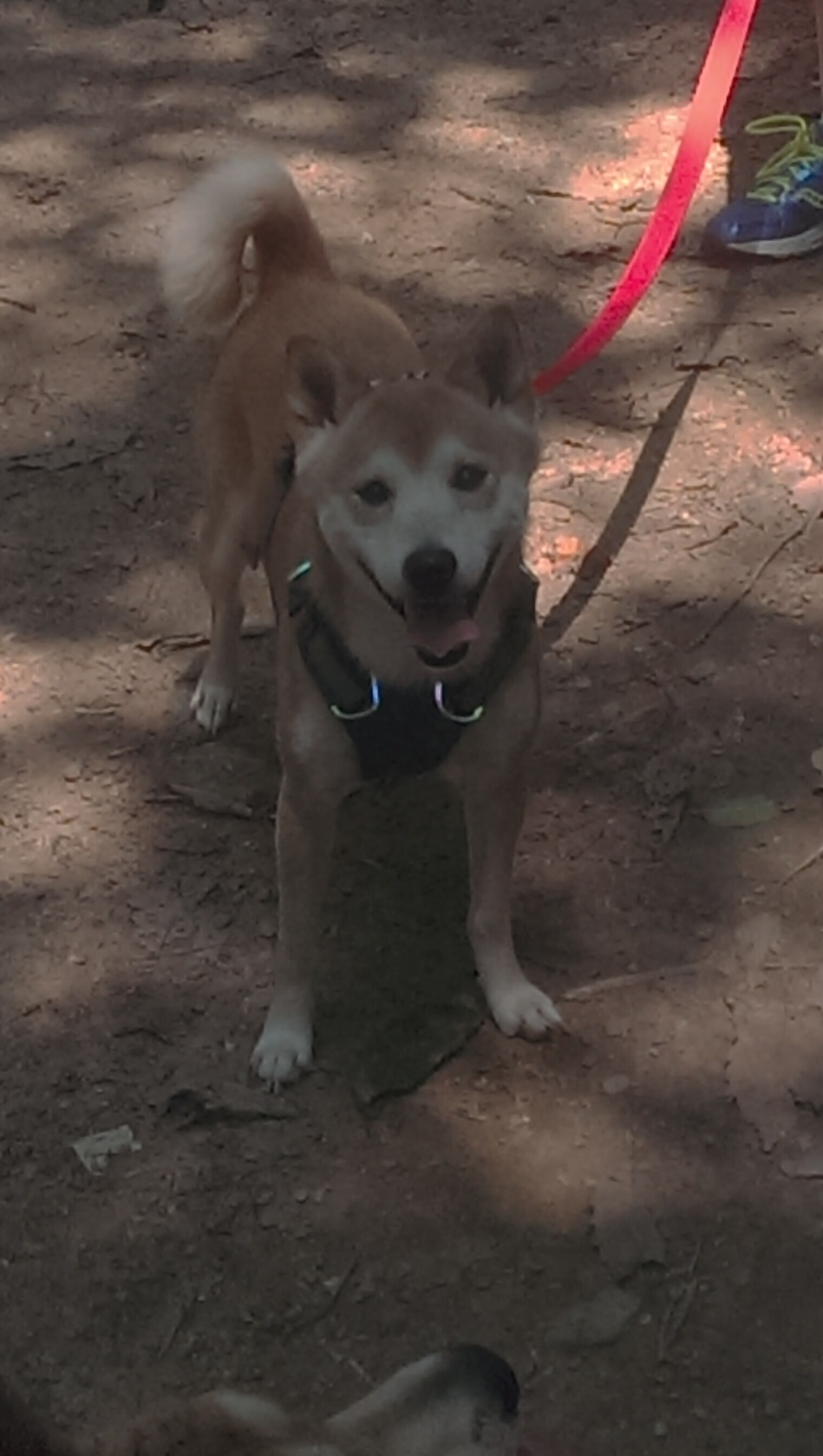 开云中国-“青训基金会在各地设立，支持足球青少年发展”，青训足球俱乐部