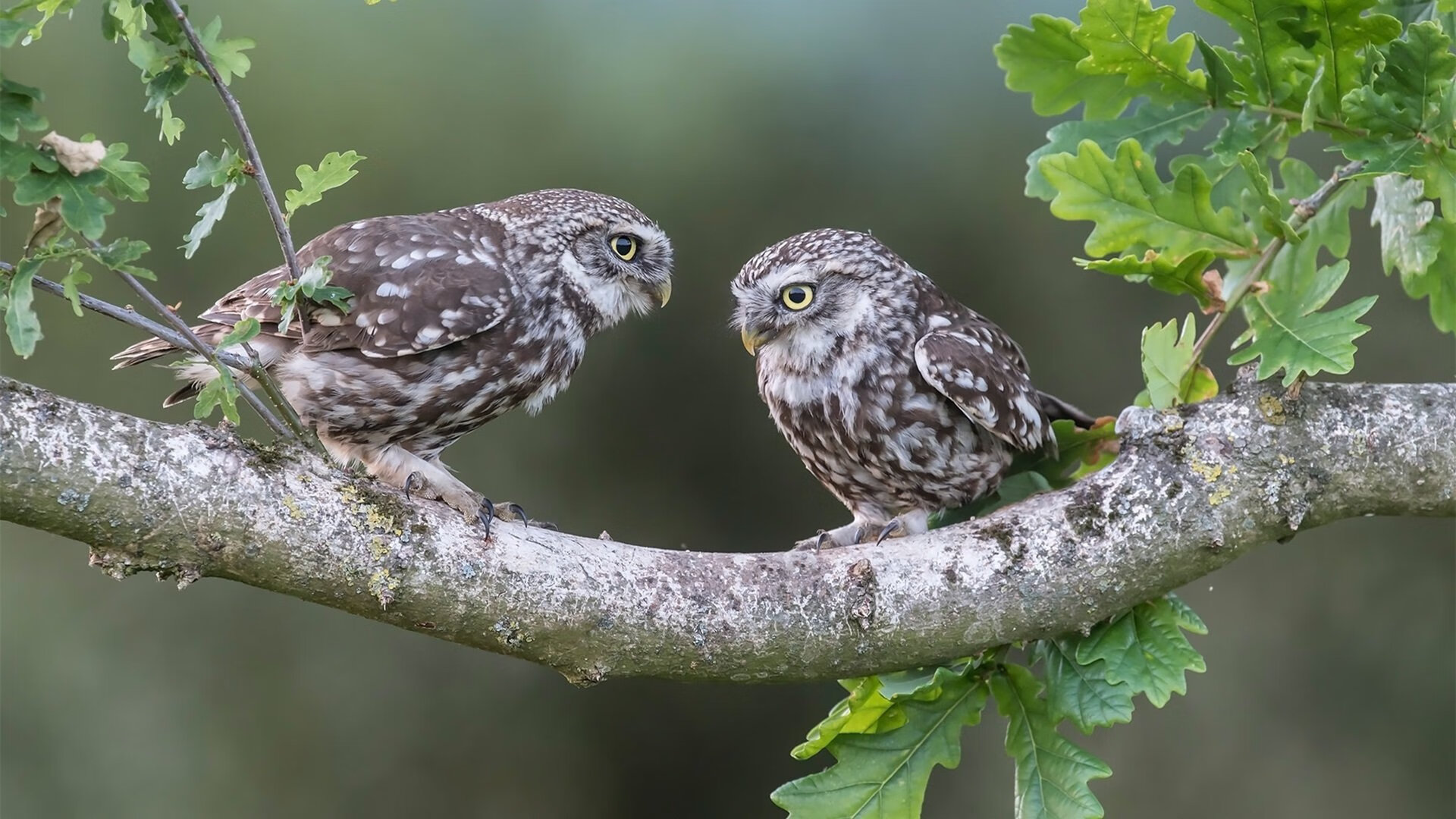 开云体育APP下载-体育+娱乐：联盟如何在跨界合作中赢得更多粉丝？，跨界联盟是什么意思