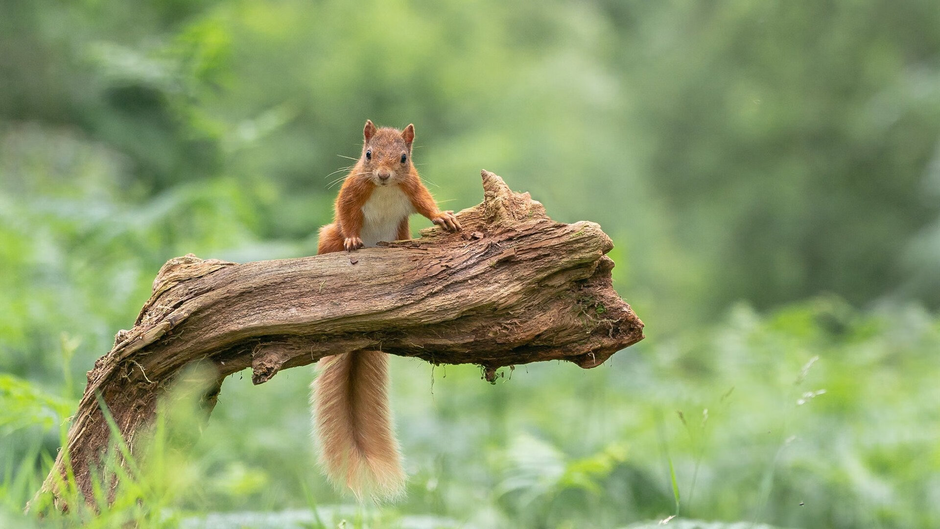 史上最激烈的“钢铁防线”对抗赛,钢铁防线在哪