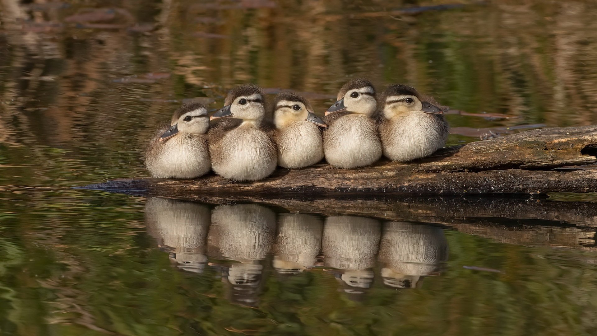 开云·Kaiyun网页版-库里：史上最“远距离”三分中的领跑者！，库里十大超远三分