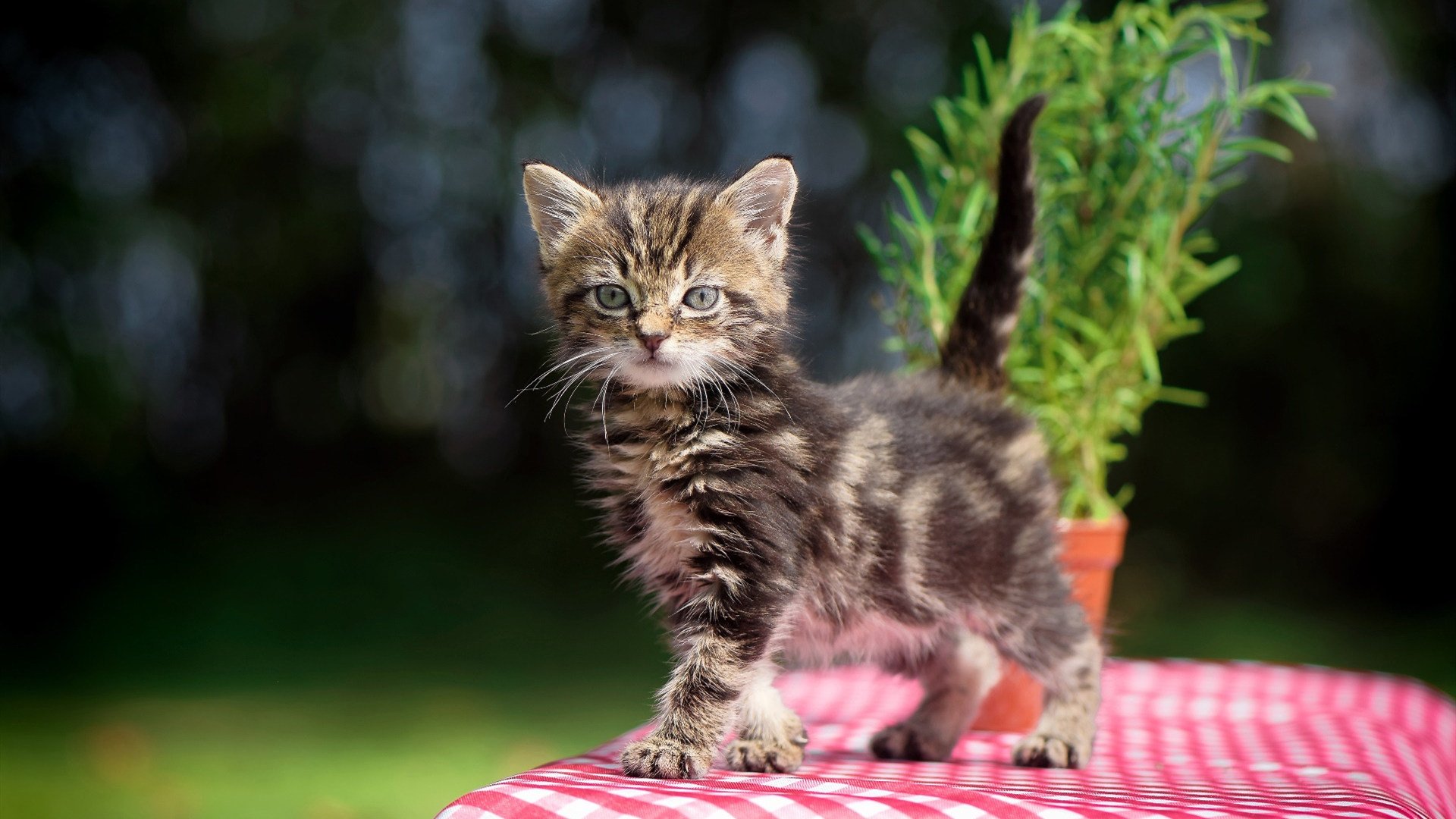 kaiyun开云·官方网站-德甲联赛主场表现尤为出色，球队士气高昂，德甲联赛名称