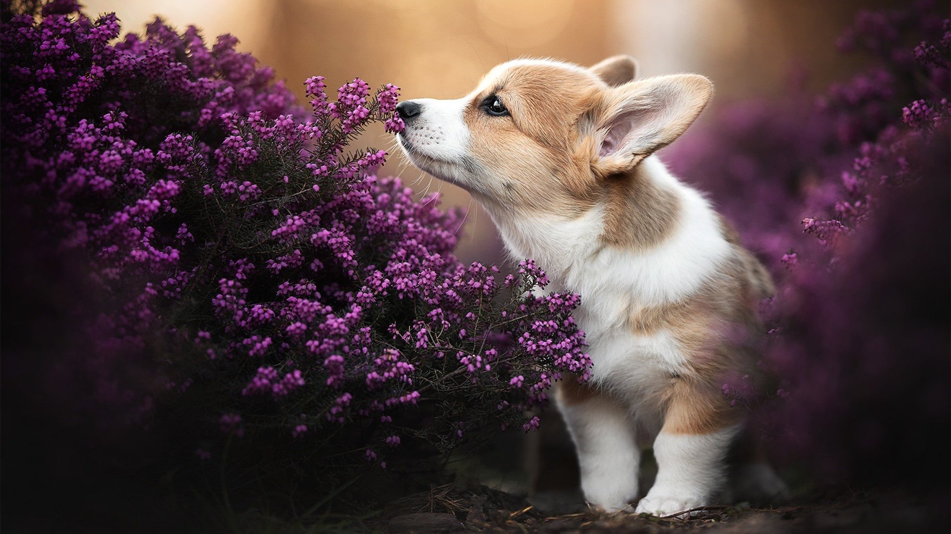 足球裁判员年终积分将影响执法级别,足球裁判员等级