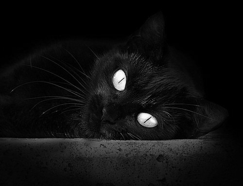 青少年篮球名师培养计划稳步推进,行业人才储备丰富,青少年篮球训练师