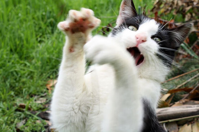 克罗地亚队在巴黎奥运会手球比赛中展现出快速反击战术,克罗地亚 奥运会