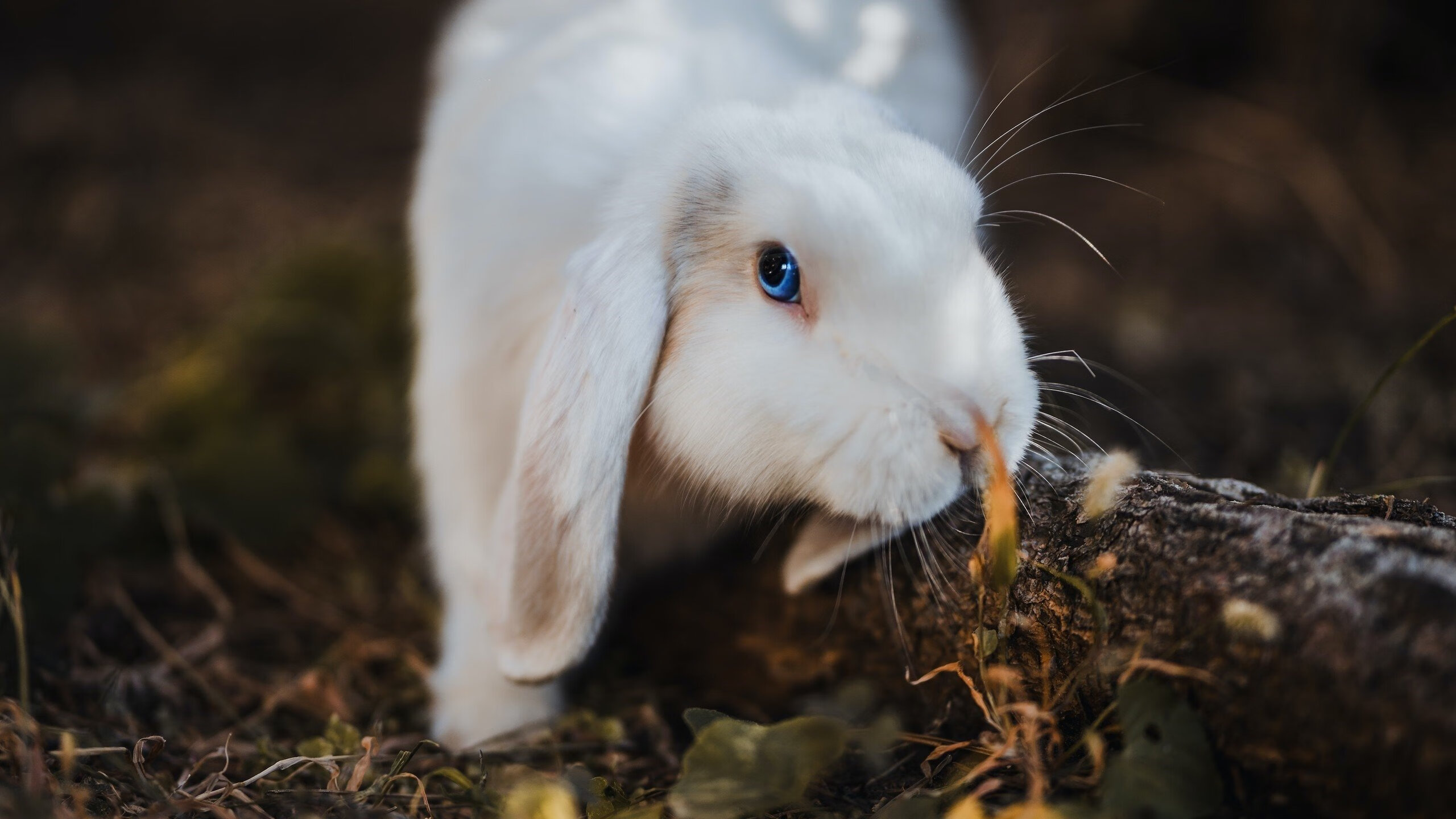 奥萨苏纳主场0-1不敌塞维利亚,遗憾落败,奥萨苏纳vs塞尔利亚比分