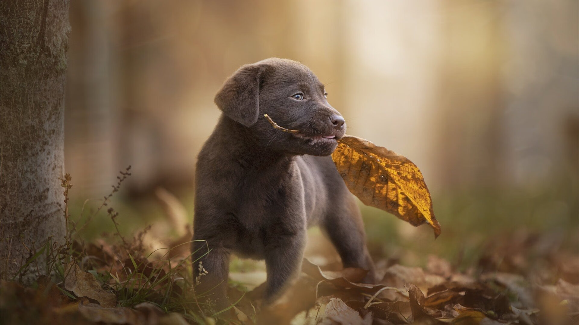开云官方网站-巴黎圣日耳曼连胜在望，夺冠遥湖持短，巴黎圣日耳曼有机会夺冠吗