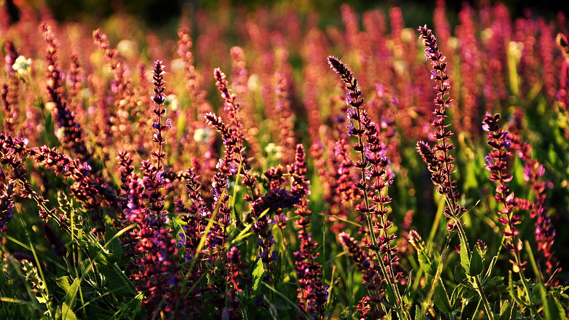 欧国联胜局频传国家队欧锦赛备战信心十足，欧国联和欧锦赛