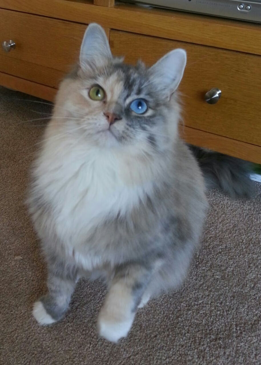 阿尔阿赫利主场观众热情高涨,阿尔阿赫利什么意思