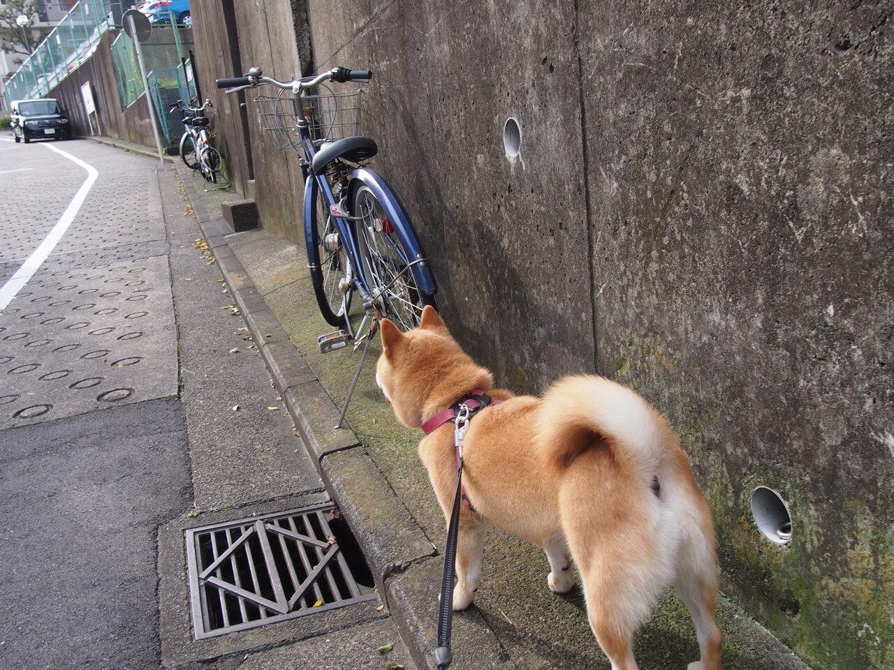 霍芬海姆队主场获得一场关键胜利,霍芬海姆对
