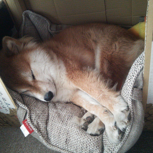 德甲俱乐部会员制优惠提升球迷现场参与度,德甲联赛门票多少钱