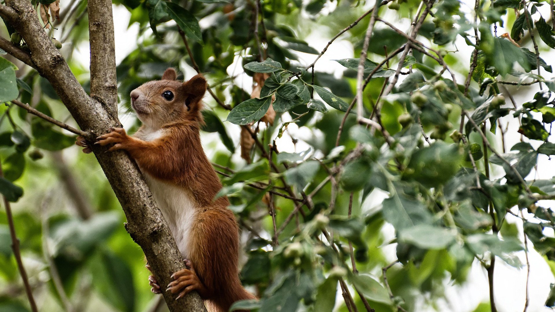 “腰旗橄榄球:东部新区赛场开启新型竞技时代”