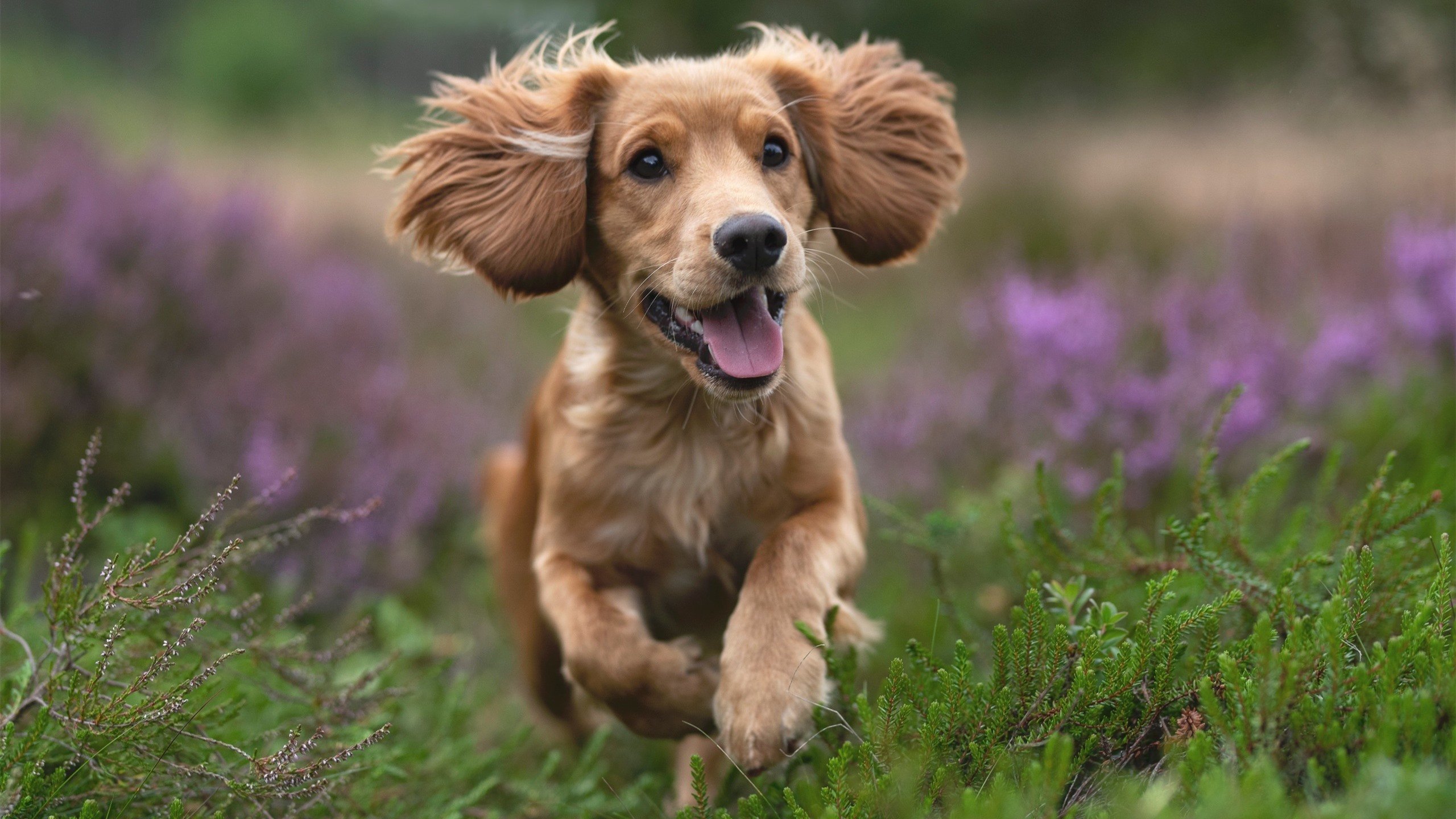开云体育APP下载-亚洲杯国足惨败 技术层面问题突出，亚洲杯国足战绩