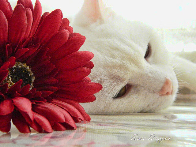 kaiyun中国官方网站-瑞典乒乓球队战术解析：速度与精准并存，瑞典乒乓球队员名单