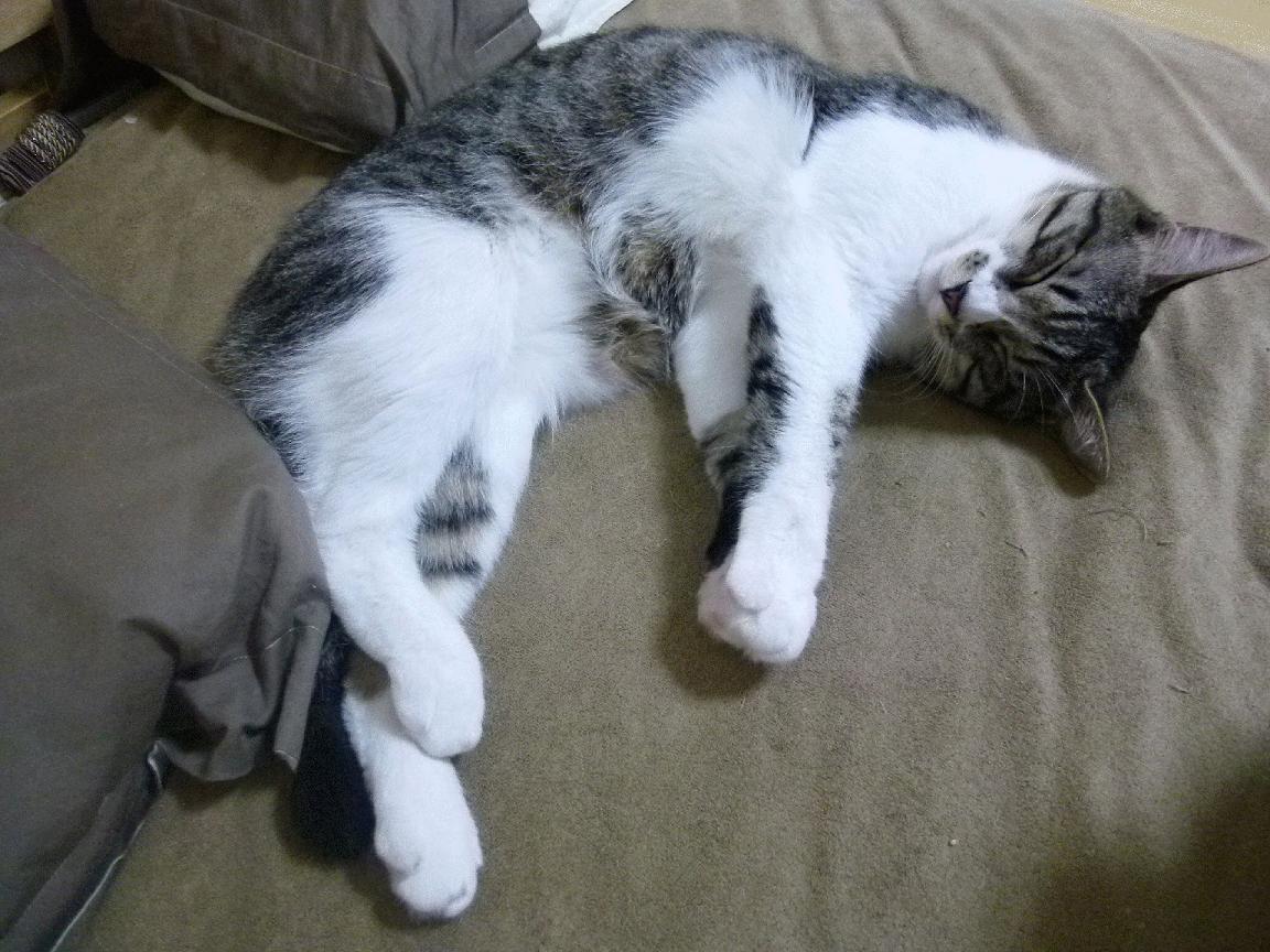 瑞典乒乓球队战术解析:速度与精准并存,瑞典乒乓球队员名单