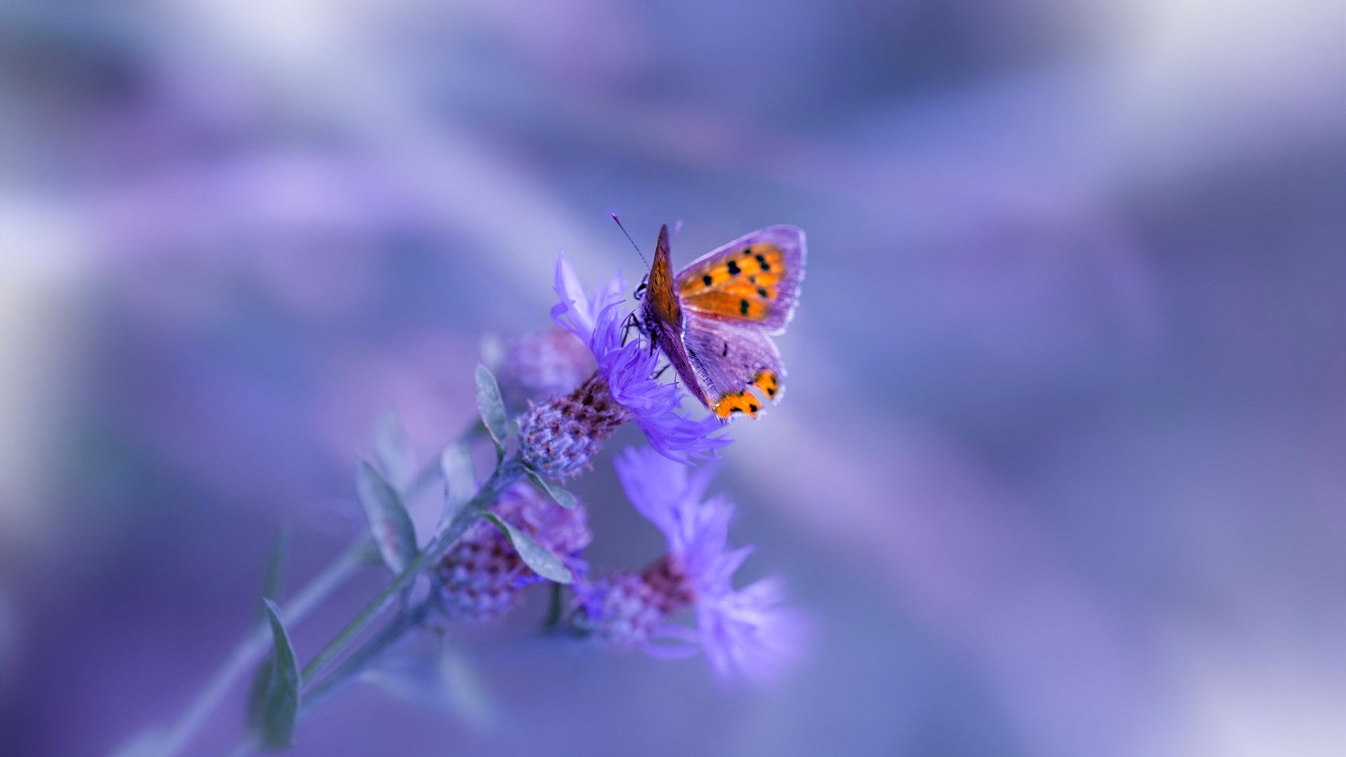 开云官方-中国女排阵容轮换初见战术成效，女排中国队阵容