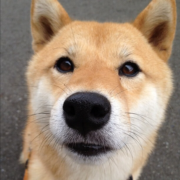 中国女排阵容轮换初见战术成效，女排中国队阵容