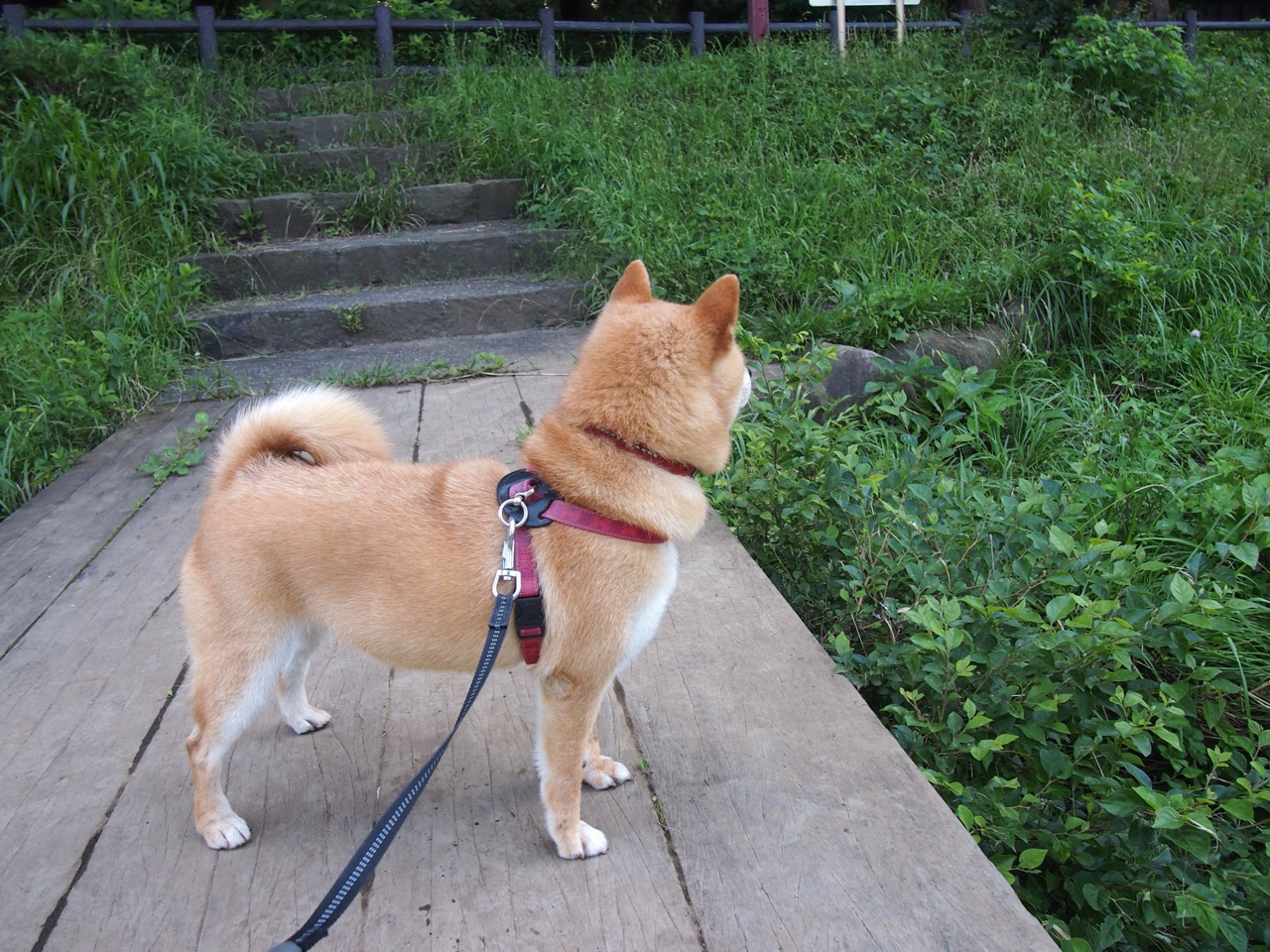 弗兰:凭借突破后精准的判断,他总能为全黑队带来进攻机会,弗兰实力