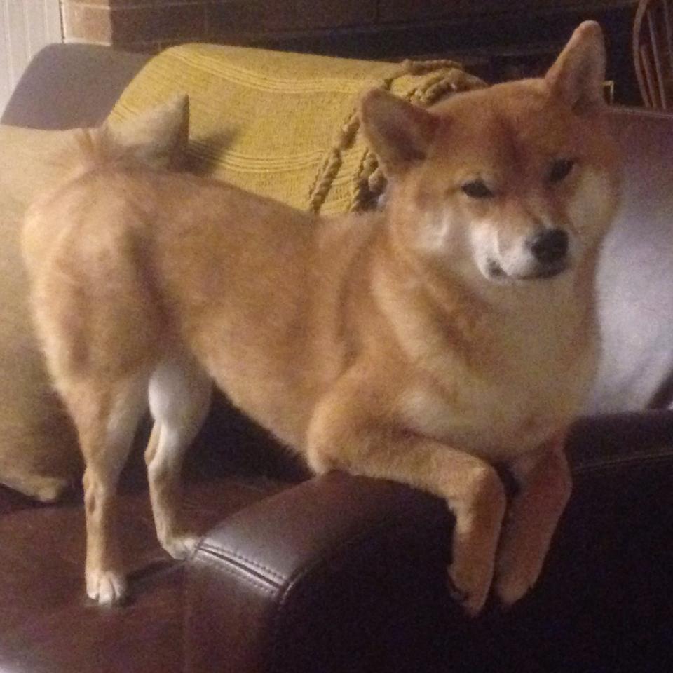 特斯·冯·迪克:为南非队的进攻体系注入活力,推动攻势发展,冯斯特拉克家族