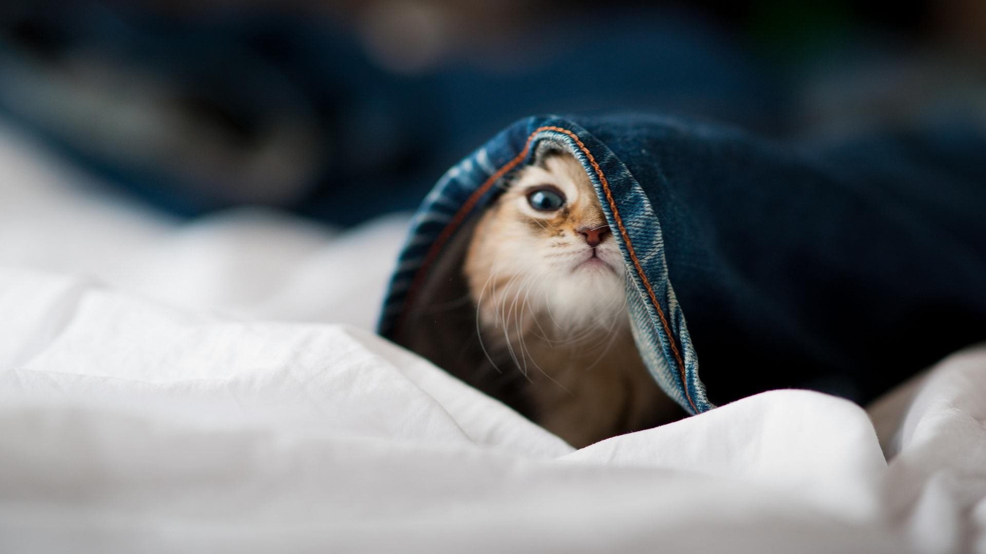 开云体育-英格兰青少年橄榄球参与度上升，英国橄榄球